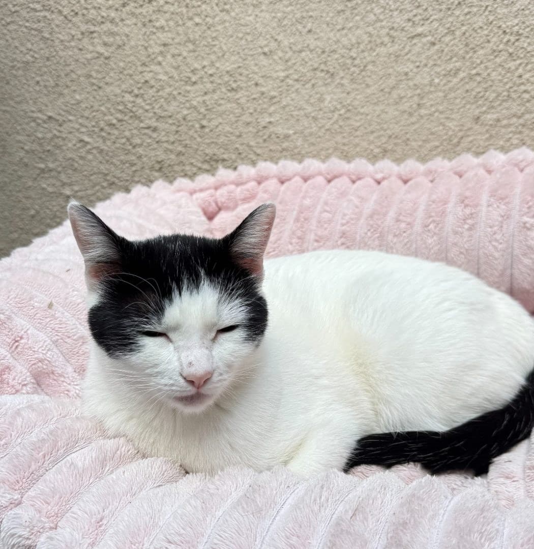 Black and white cat dozing in a pink bed during a drop in visit in Newbury Park