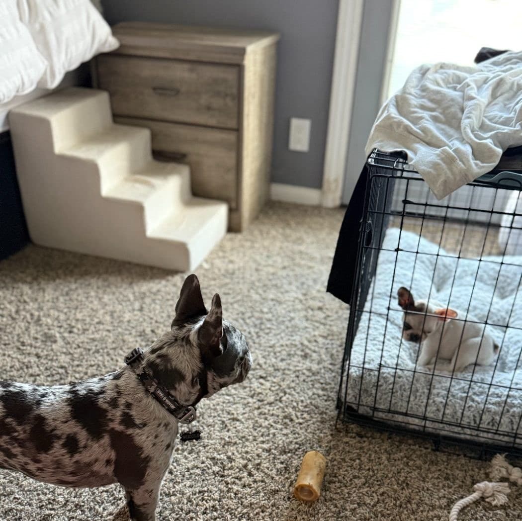 Merle French bulldog standing alert in a bedroom before a dog walk in Agoura Hills