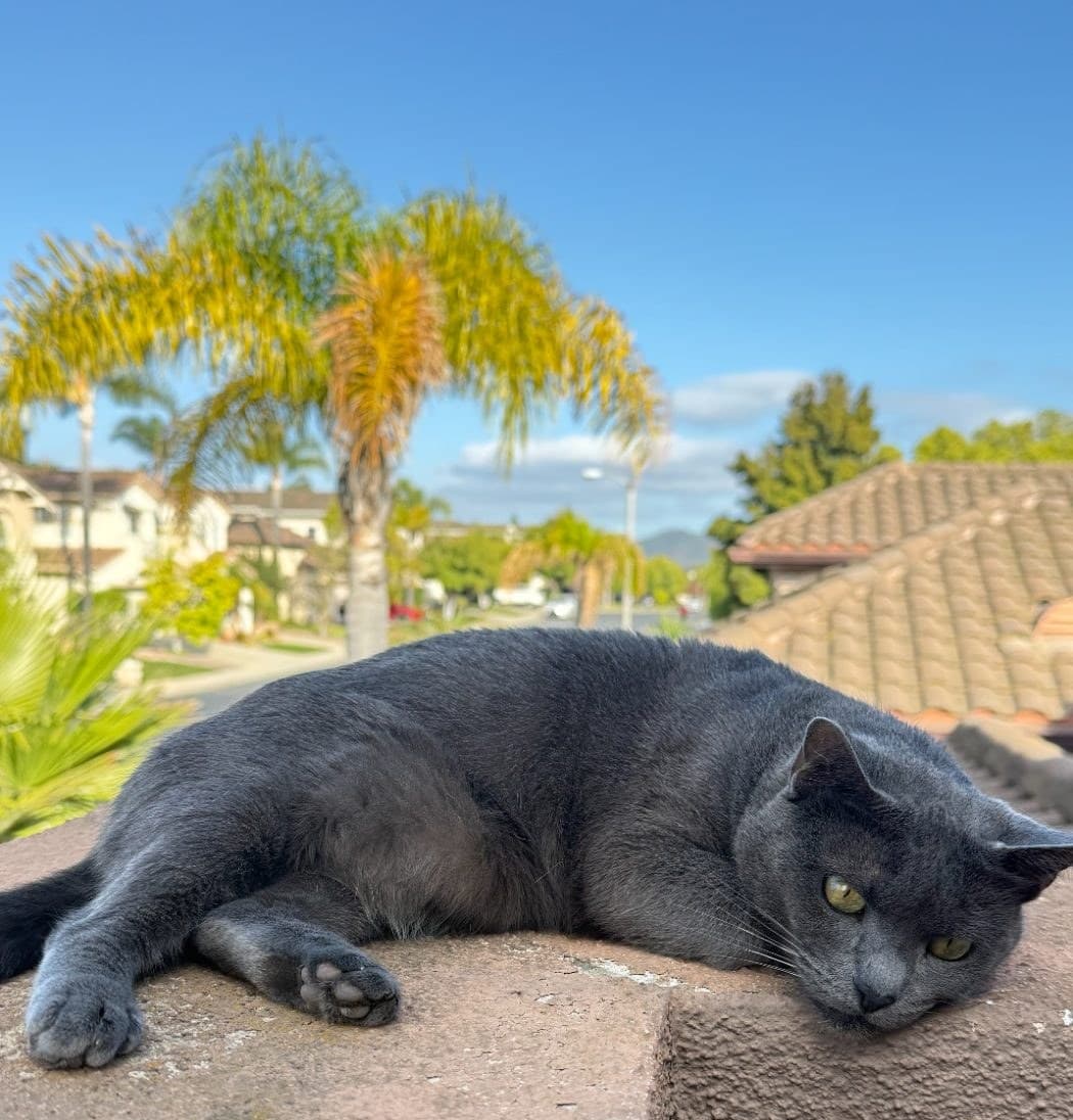 Gray cat sunbathing on a stucco wall in Oak Park during a cat sitting visit