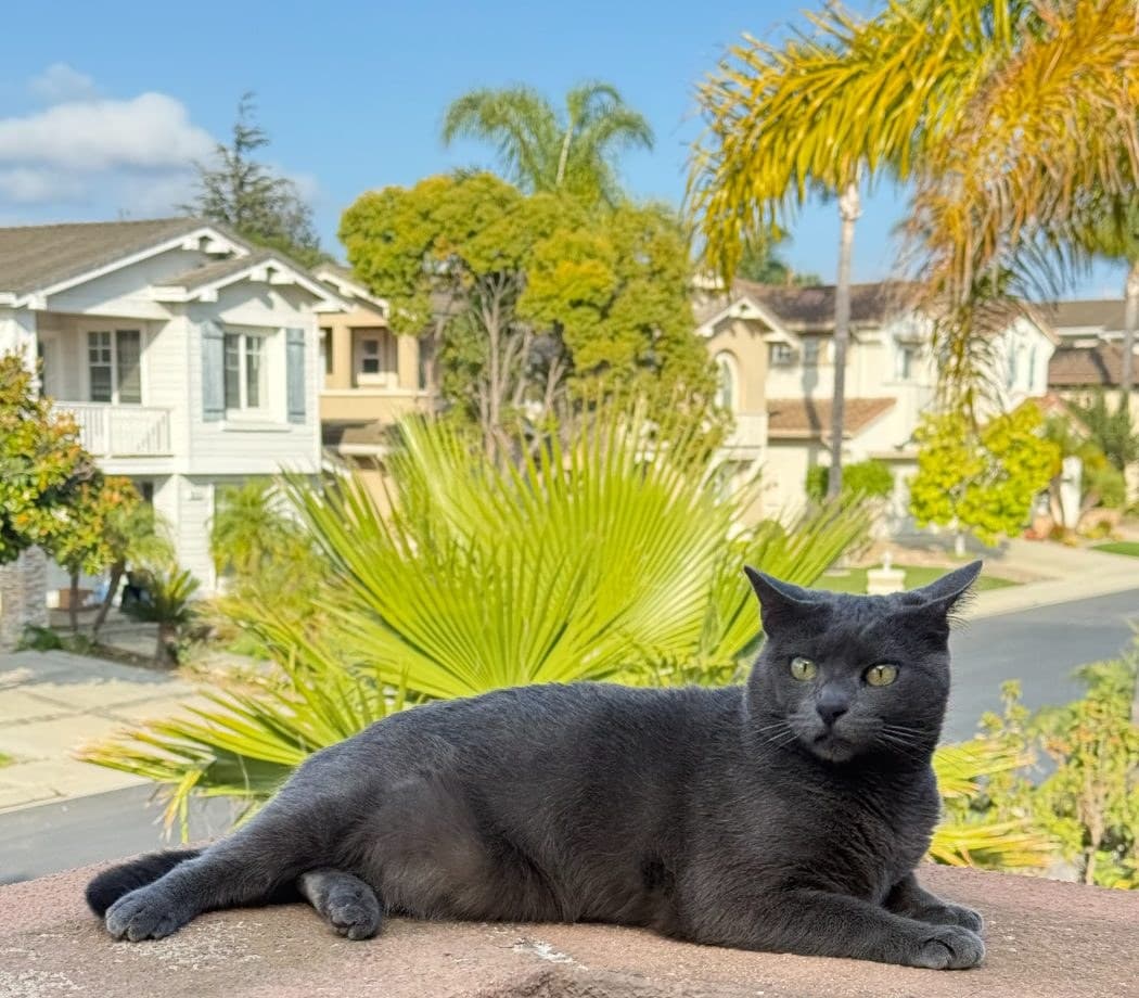 Gray cat posing on a balcony wall in Thousand Oaks during a cat sitting visit